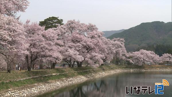 桜シリーズ⑦　六道の堤の桜