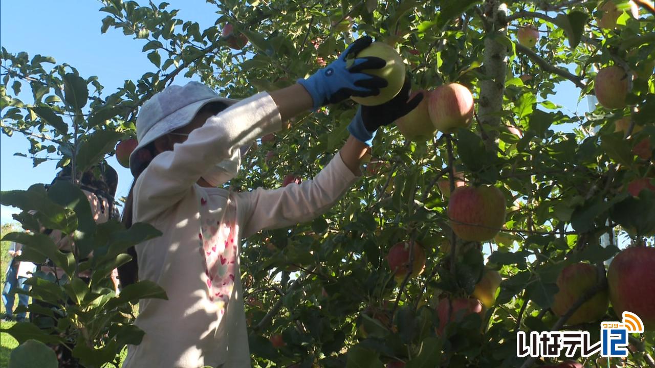 JA上伊那南箕輪支所　りんご収穫体験