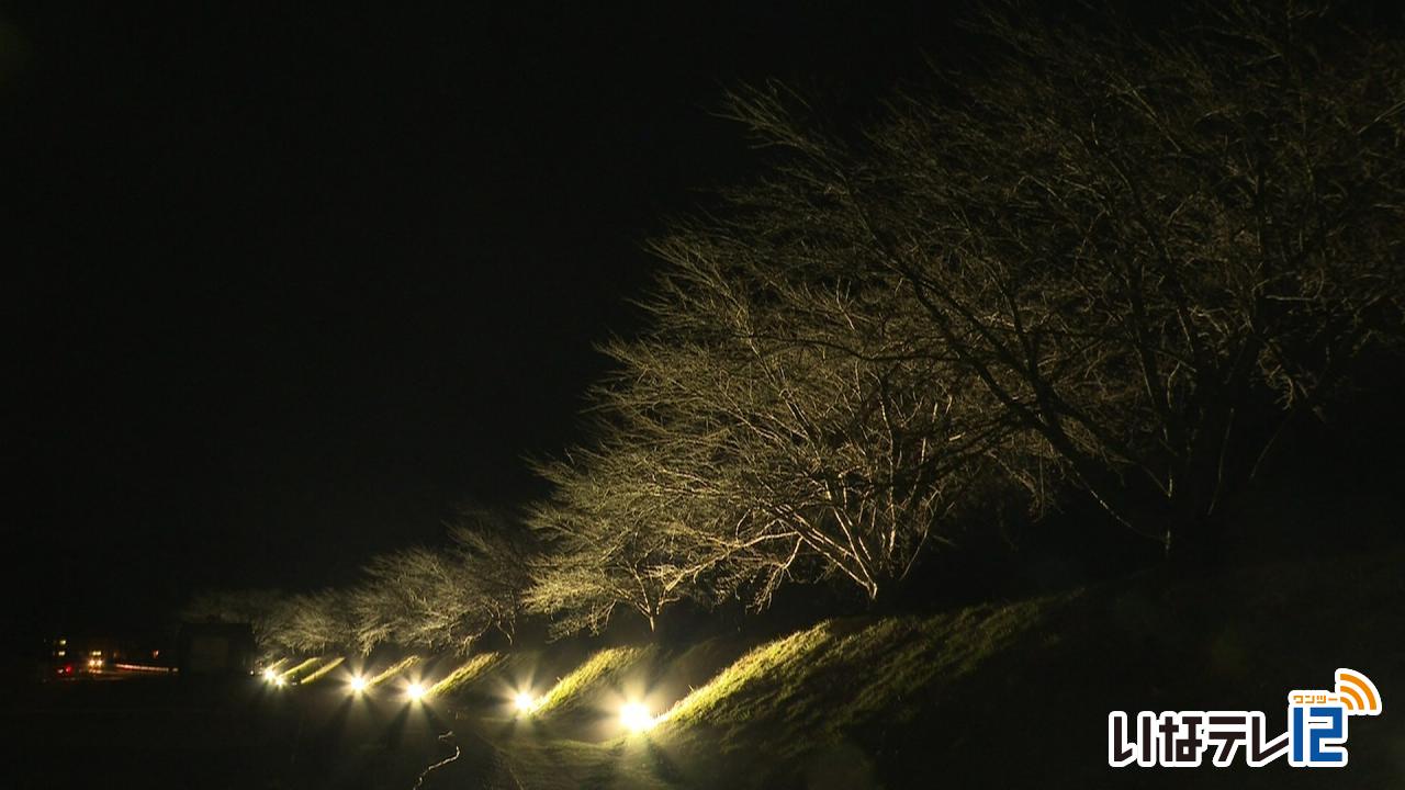 ナイスロード沿いの桜並木がライトアップ