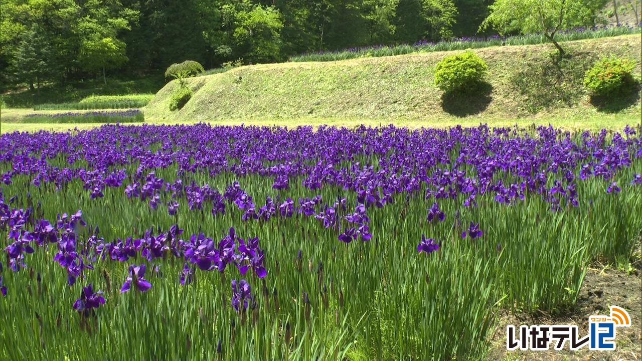 上古田で３万本のアヤメが咲き始める