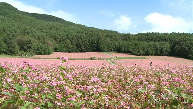 上古田赤そば花まつり ニュース 伊那谷ねっと