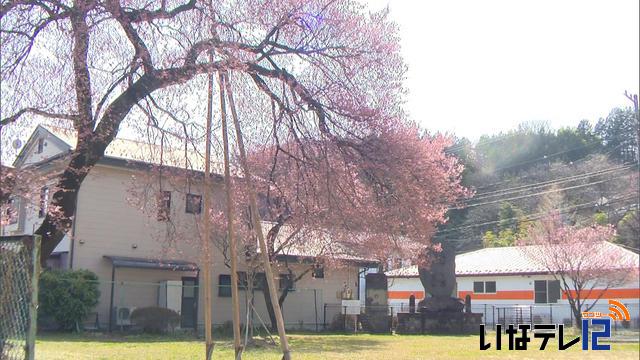 各地で開花の知らせ　花見ムード高まる