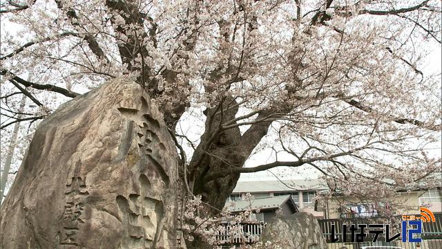 桜シリーズ　六道の堤・北殿エドヒガンザクラ