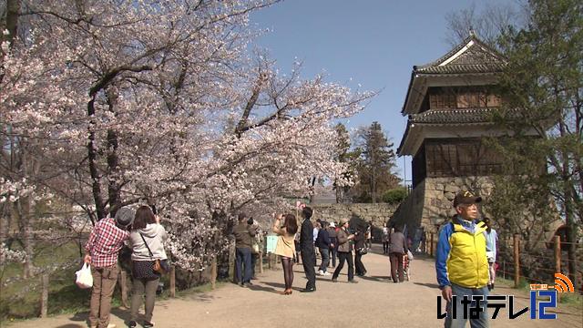 信越花便り　国宝松本城　夜桜会