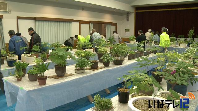 新緑の季節　各地で山野草展