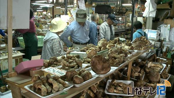 秋の味覚マツタケ　今年は豊作