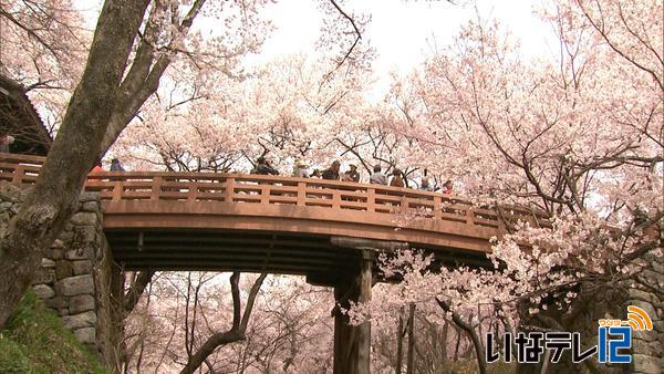 高遠城址公園　満開