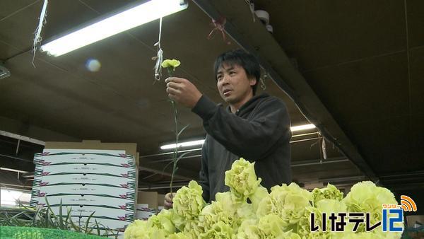 母の日のカーネーション　出荷追い込み