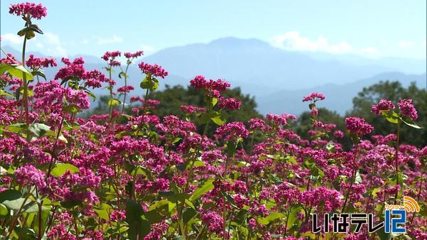 赤そば花まつり ２８日まで ニュース 伊那谷ねっと