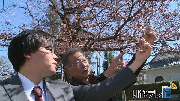 【信越花便り】上田城跡公園・飯田市大宮通りで桜開花