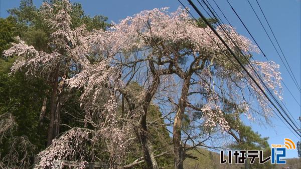 高遠町杖突街道沿いの桜見ごろ