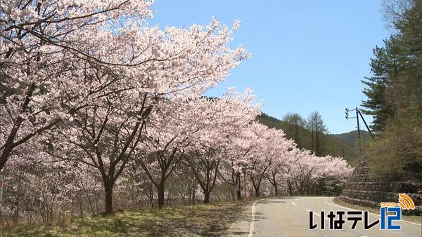 高遠町杖突街道沿いの桜見ごろ