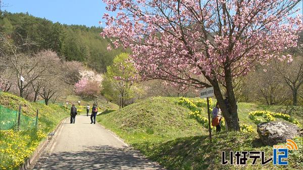 高遠町杖突街道沿いの桜見ごろ