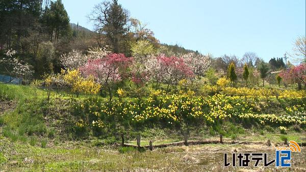 高遠町杖突街道沿いの桜見ごろ