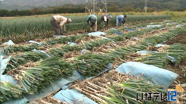 上伊那の主力野菜　白ネギ出荷本格化