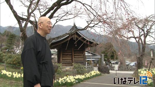 信越花便り　長野市 城山公園の桜が満開