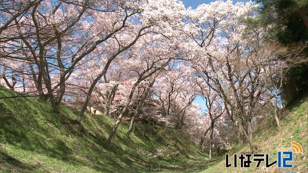 春爛漫　高遠城址公園の桜が満開