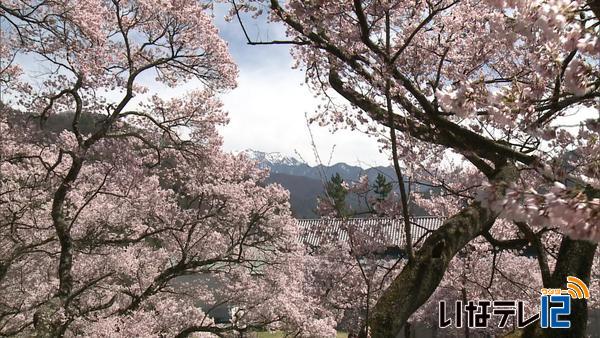 春爛漫　高遠城址公園の桜が満開