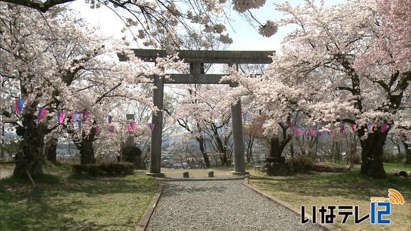 高遠城址以外も　伊那の桜名所見ごろ