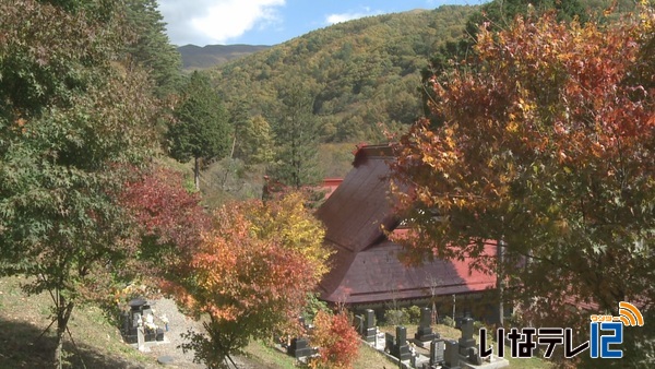 上伊那各地で紅葉進む