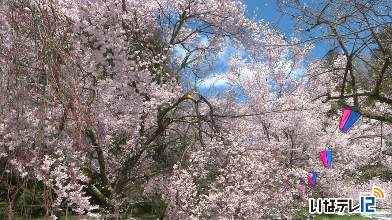 雪の重みで桜の枝折れる