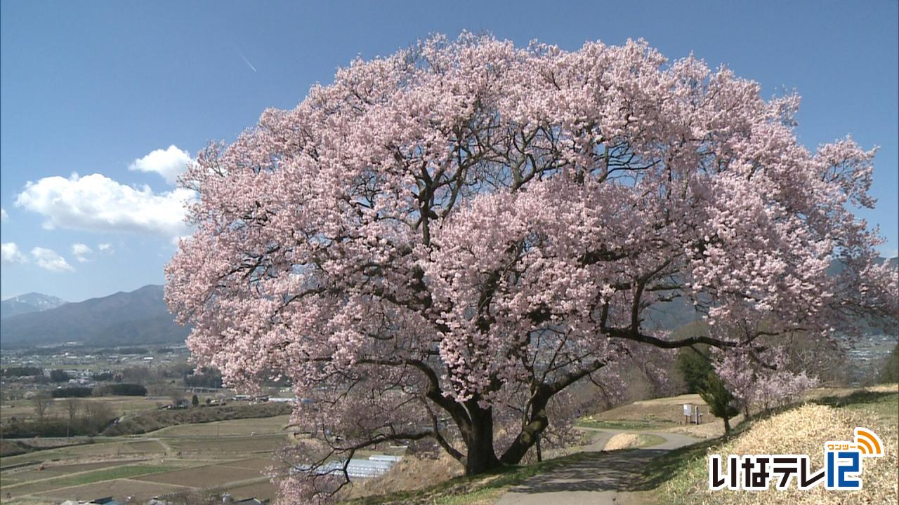 春爛漫！各地で桜が見頃