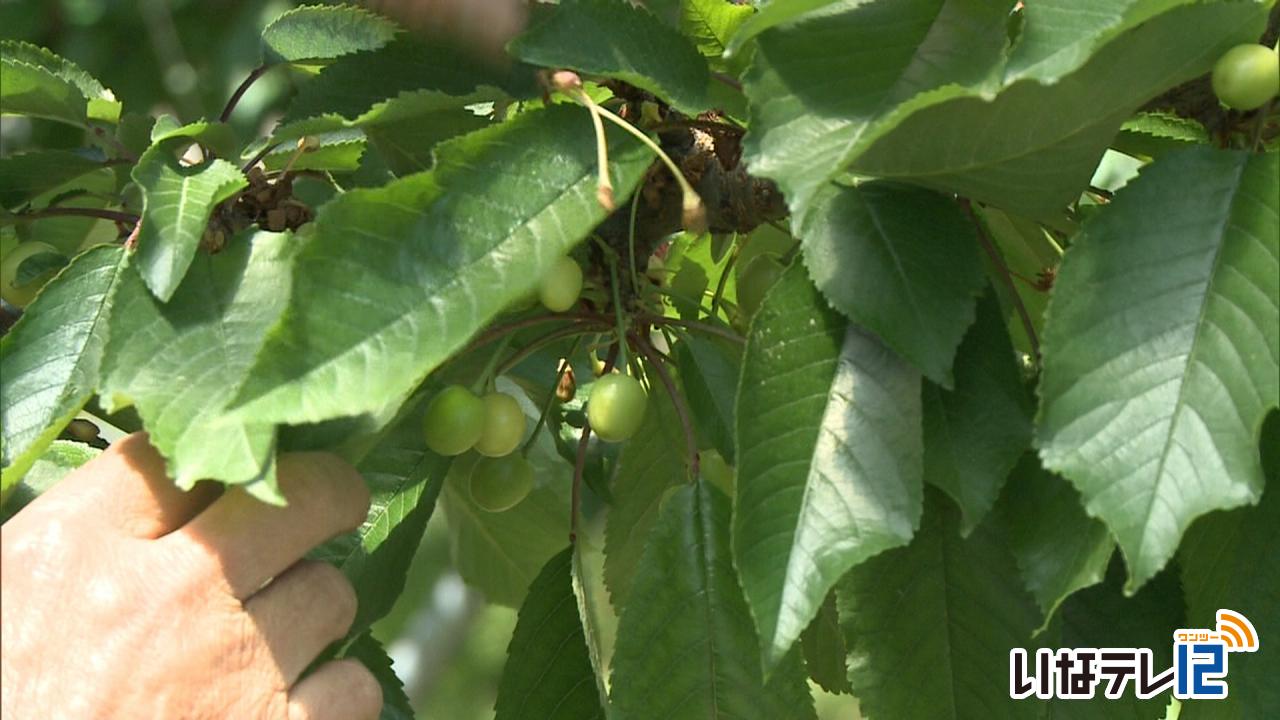 霜の影響でさくらんぼ狩り中止に