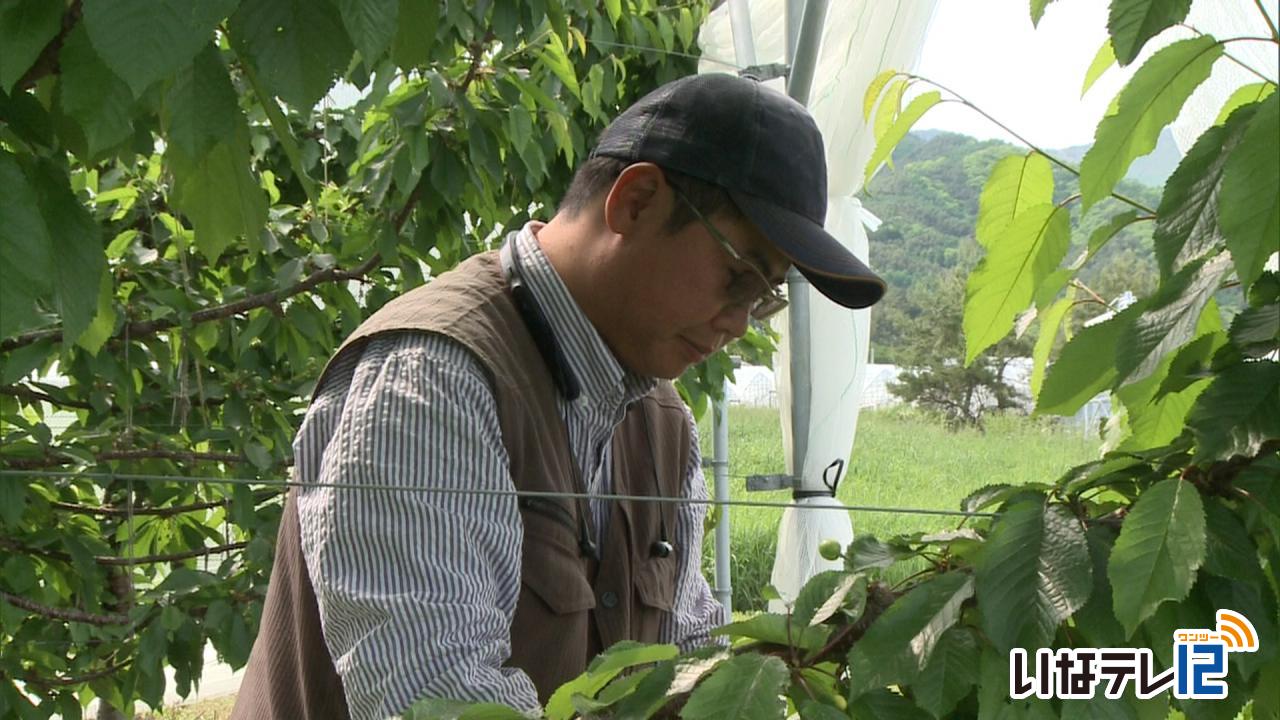 霜の影響でさくらんぼ狩り中止に