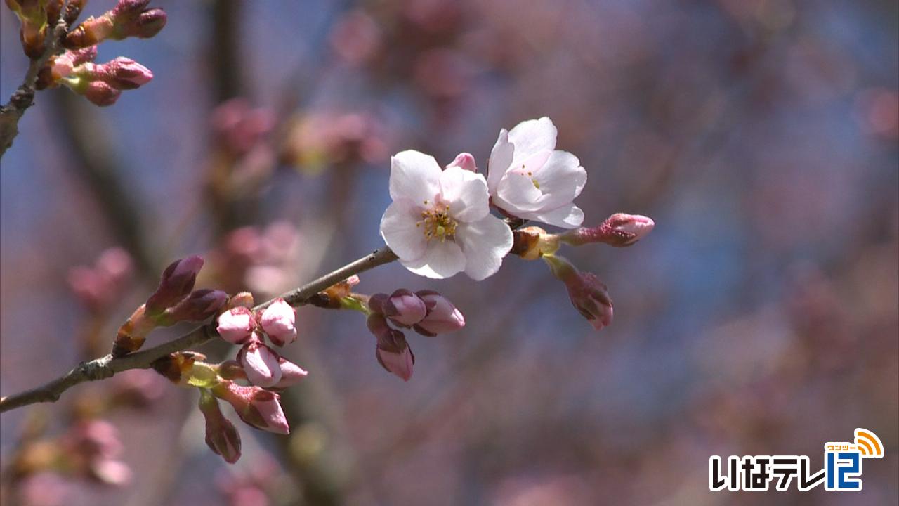 桜の開花予想　高遠城址は３月２８日