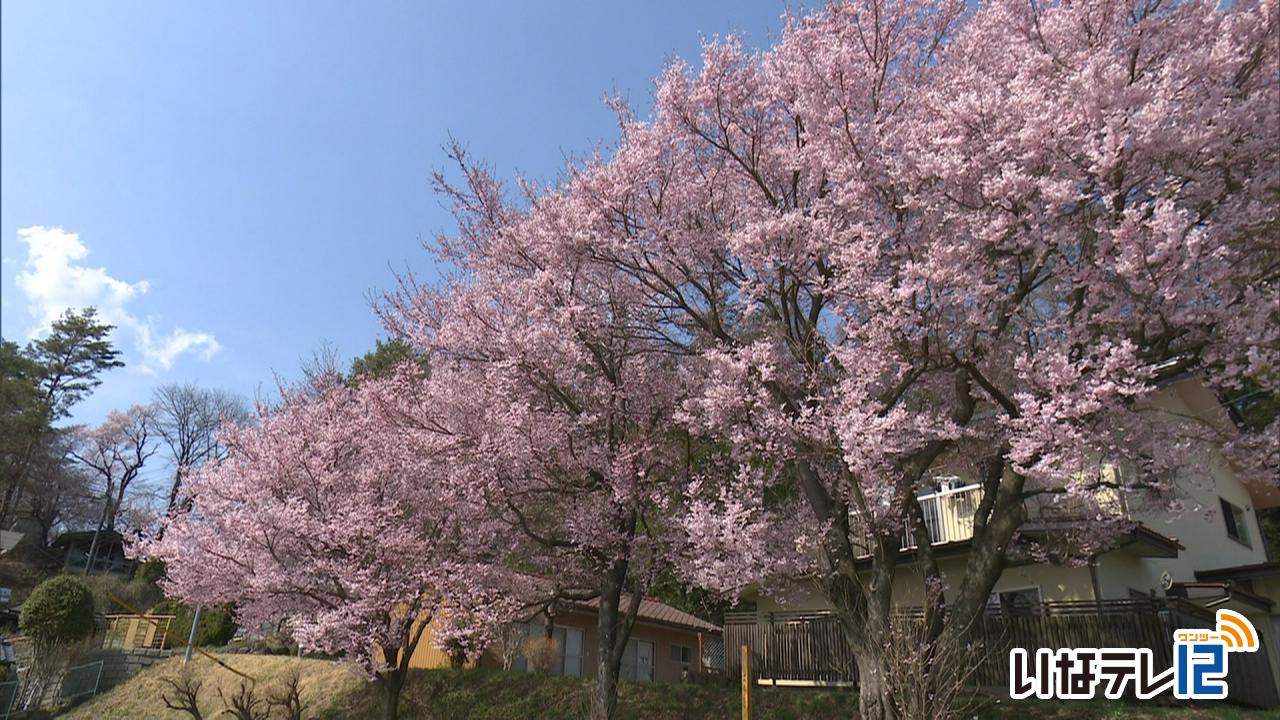 テレビＤＥお花見・長桂寺　白山神社周辺の桜