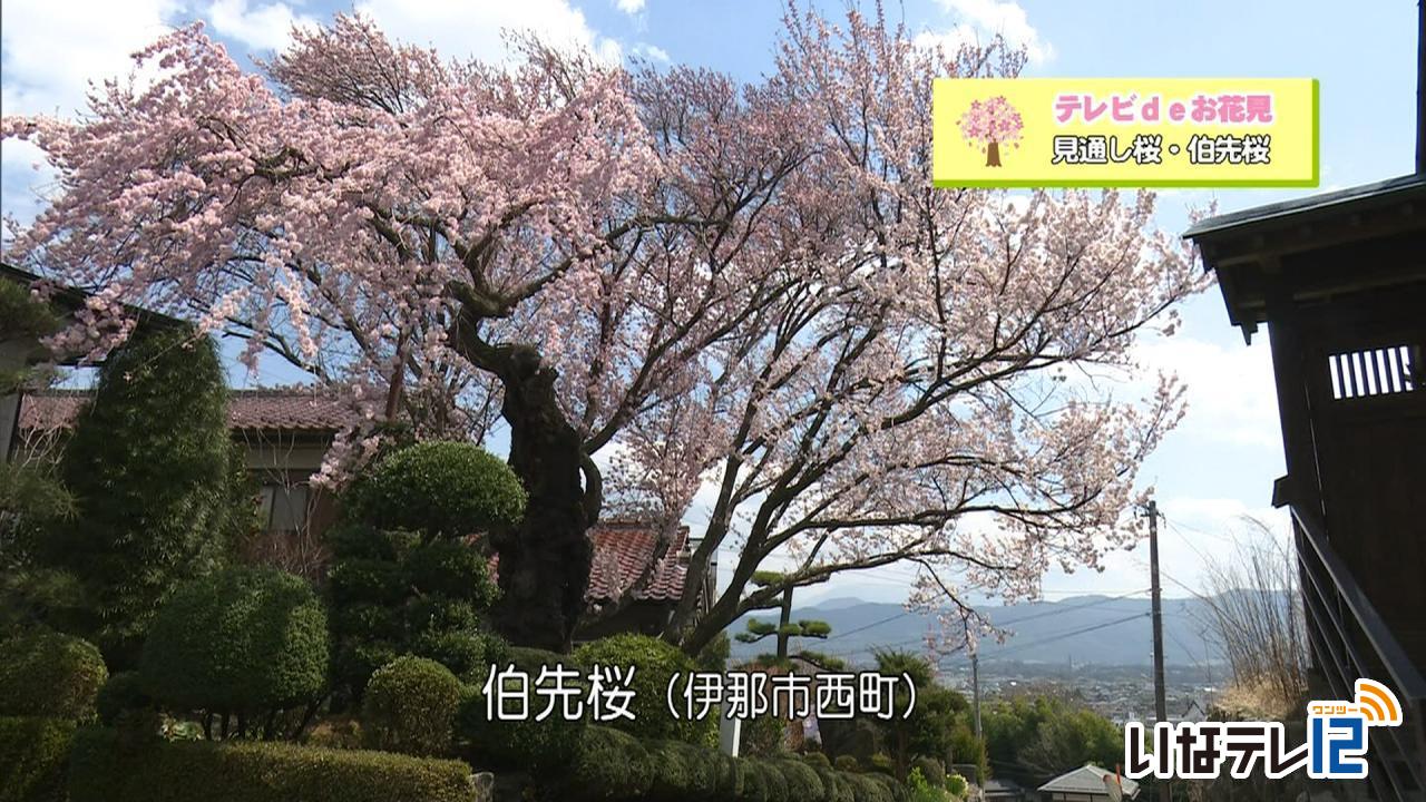 テレビＤＥお花見　見通し桜・伯先桜