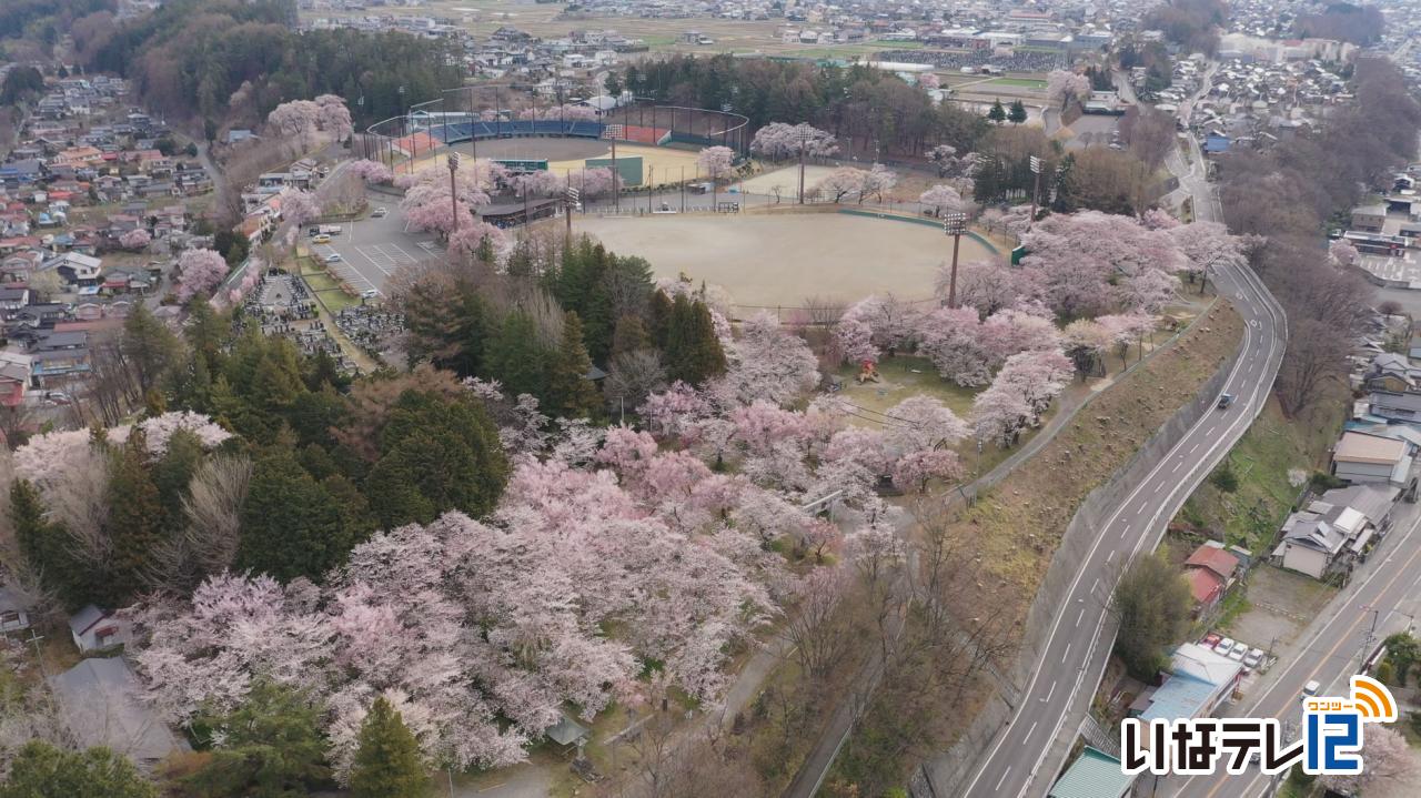 テレビdeお花見 伊那公園 春日公園 高遠城址公園 ニュース 伊那谷ねっと