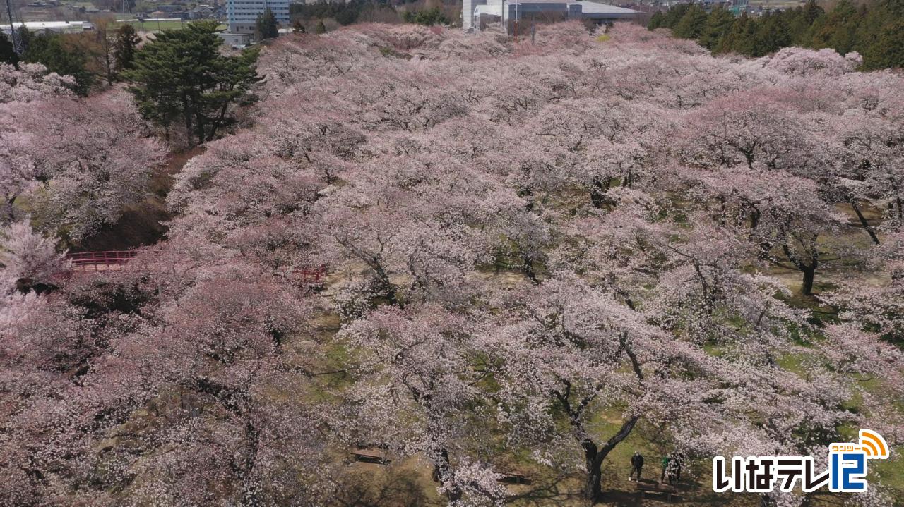 テレビDEお花見・伊那公園　春日公園　高遠城址公園