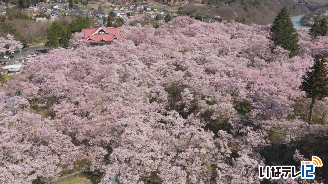 テレビDEお花見・伊那公園　春日公園　高遠城址公園