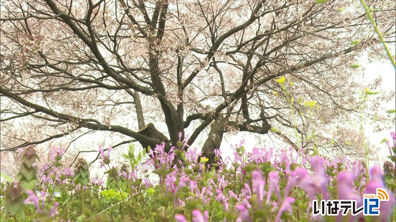 伯先桜と見通し桜　散り始める　