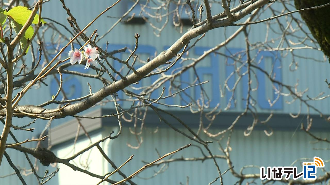 伊那市西春近で桜の花が数輪咲く