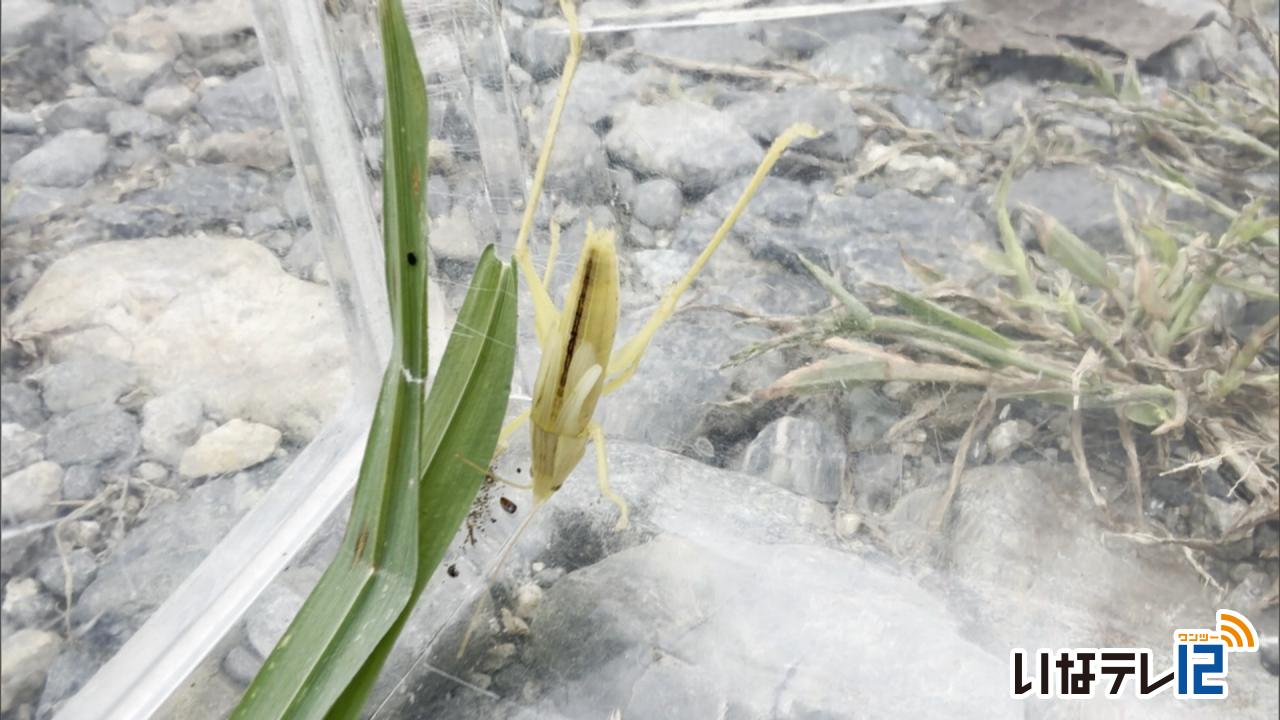 美篶の視聴者が白いバッタを発見