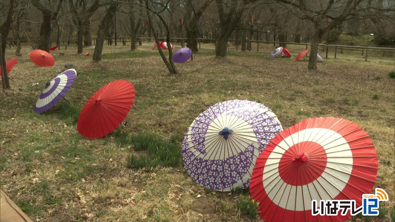 高遠城址公園開き　４月１日開花予想