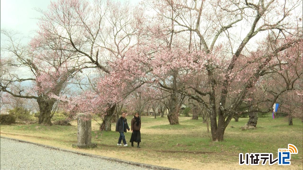 南信森林管理署　タカトオコヒガンザクラが開花