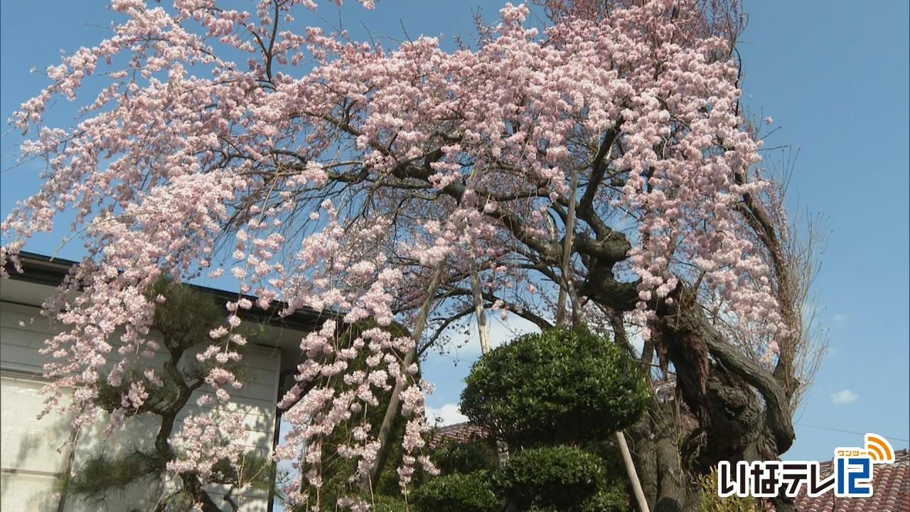 伊那地域　最高気温２１．３度　見通し桜・伯先桜が見ごろ