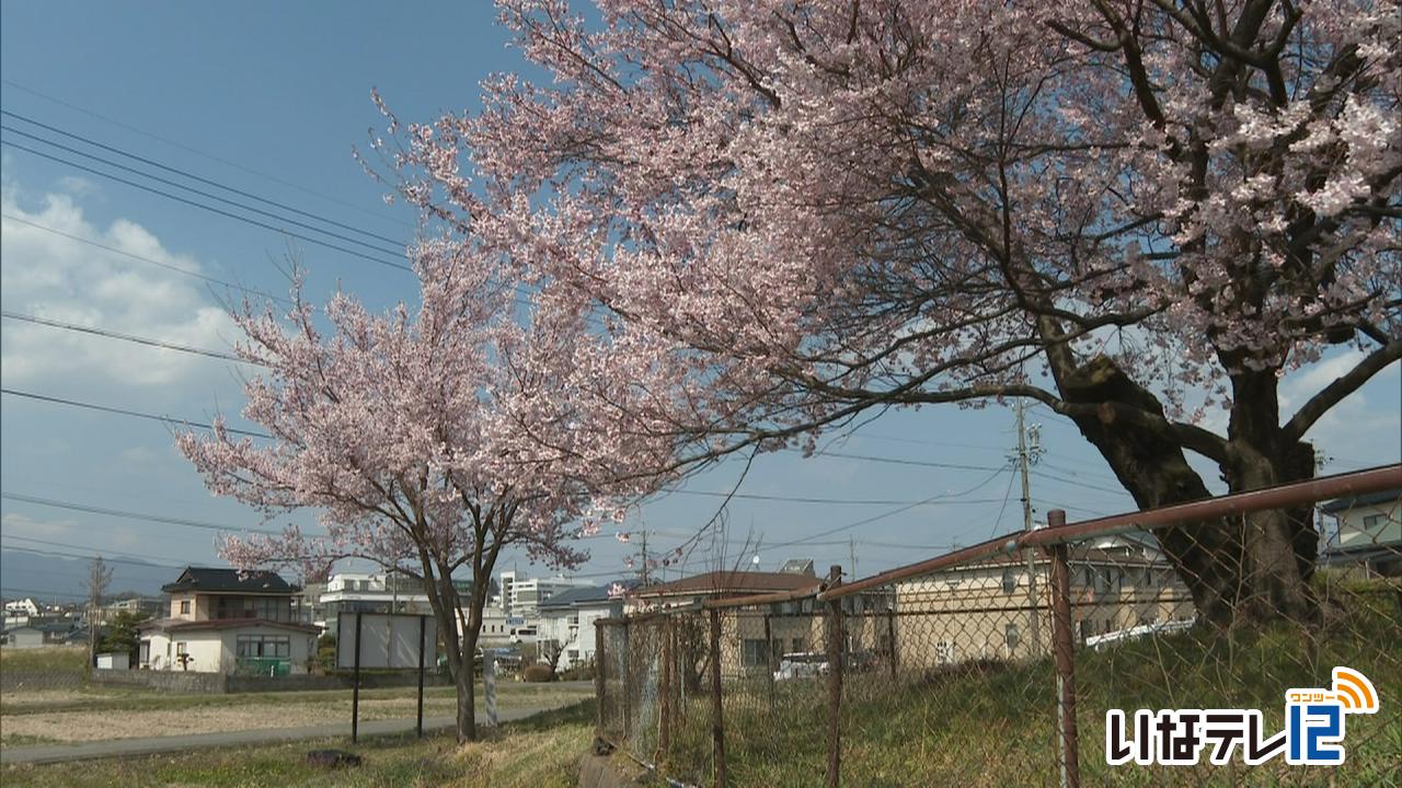 伊那地域　最高気温２１．３度　見通し桜・伯先桜が見ごろ