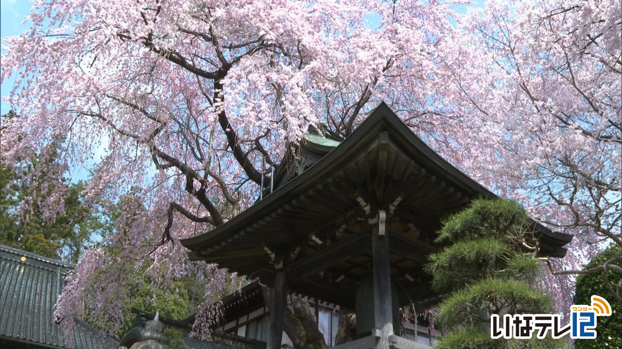 ここ数日の暖かさで伊那市内の桜が見ごろに