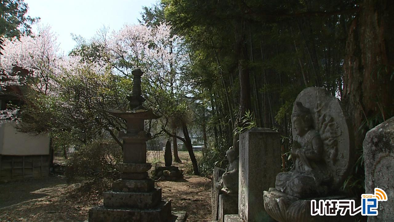 ここ数日の暖かさで伊那市内の桜が見ごろに