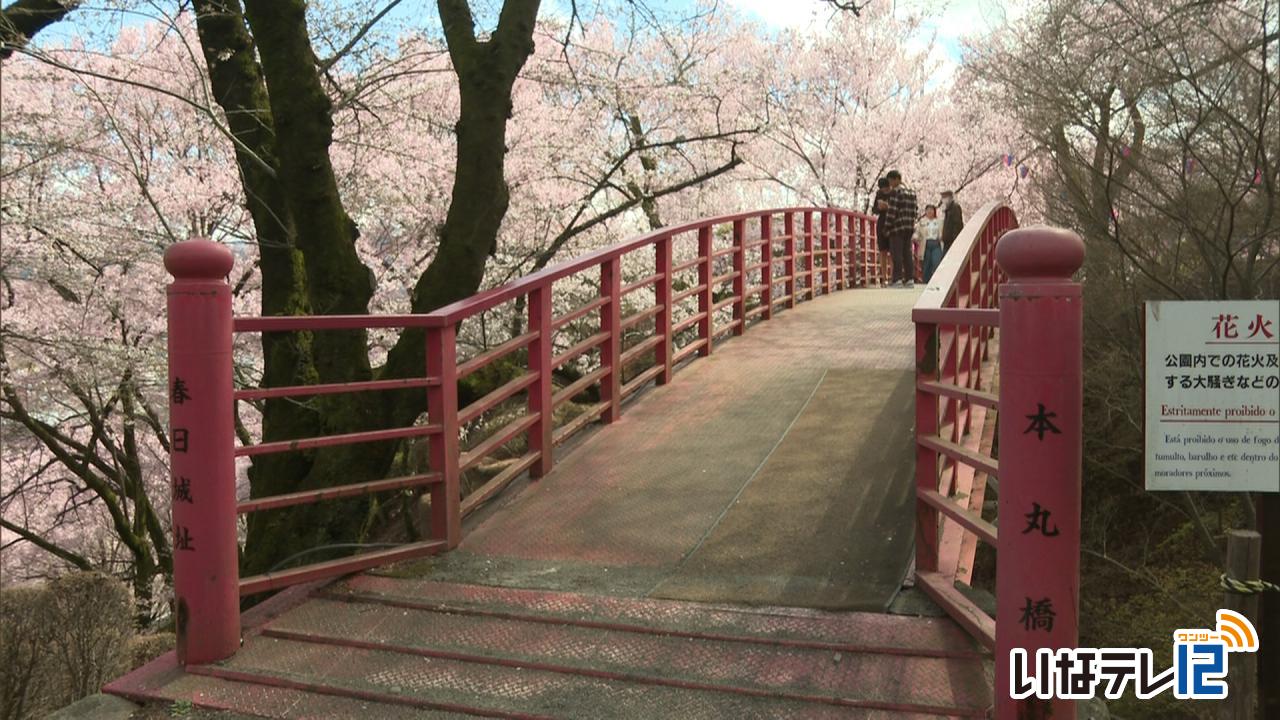桜の開花情報