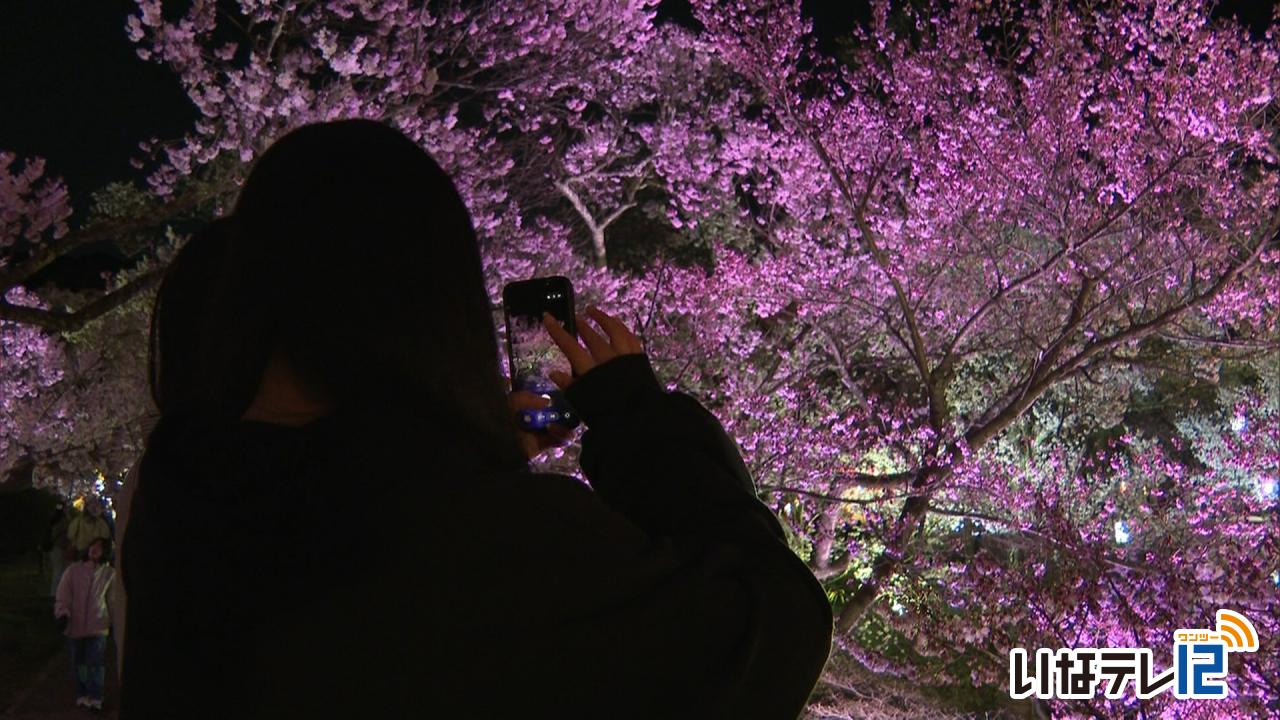 天下第一 高遠城址公園の桜 満開