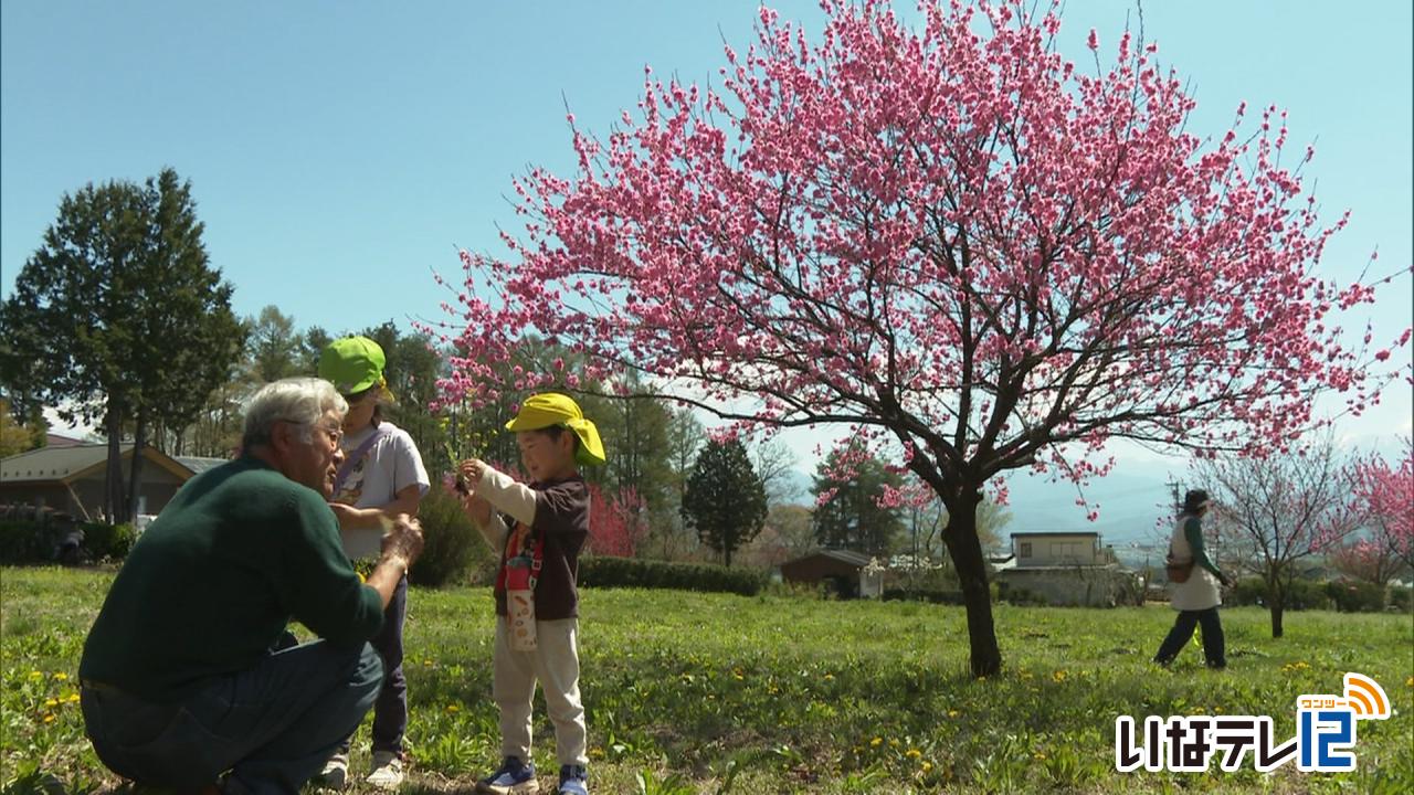 西箕輪　県道与地辰野線沿いに花桃畑　