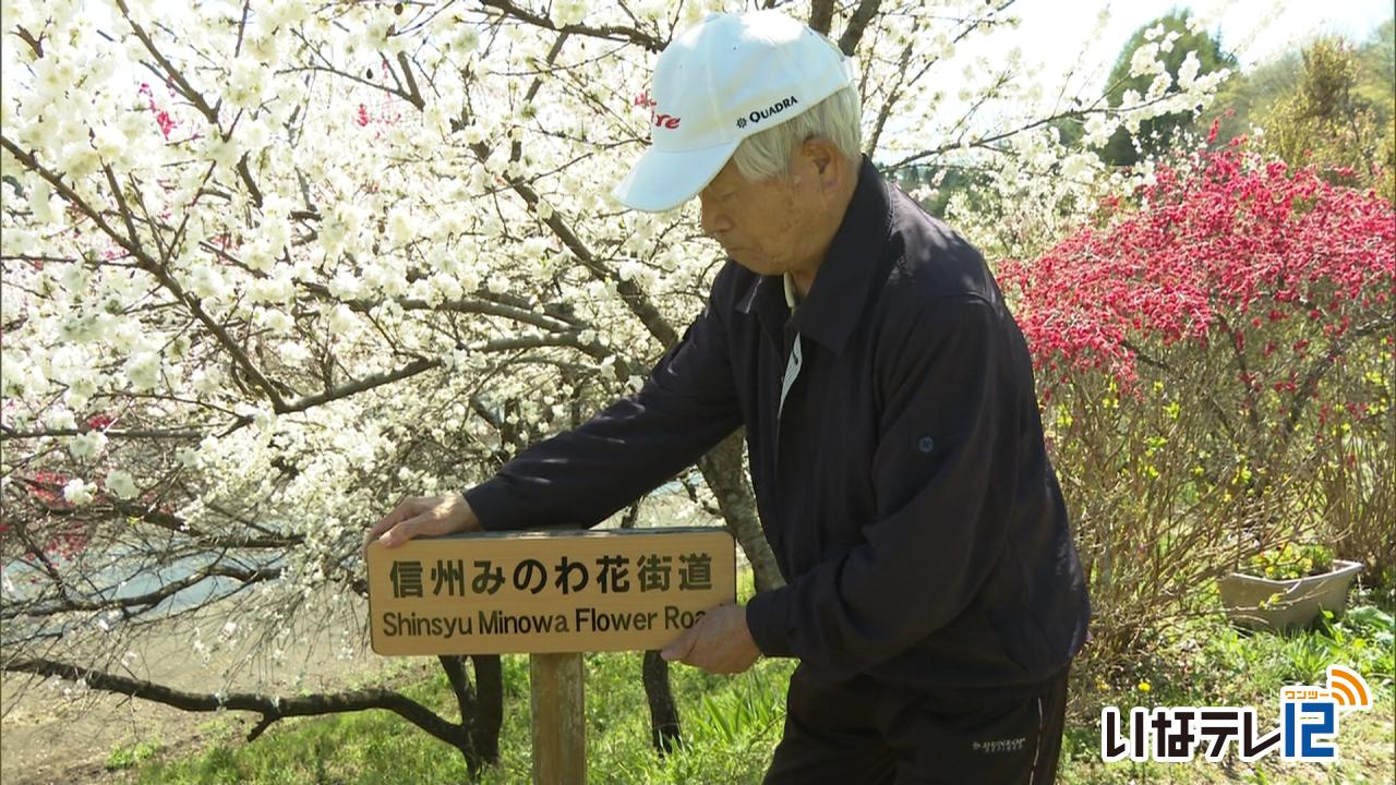 信州みのわ花街道が見頃　今年はまつりは休止