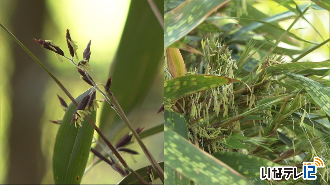 １２０年に一度開花　黒竹（くろちく）が咲く　