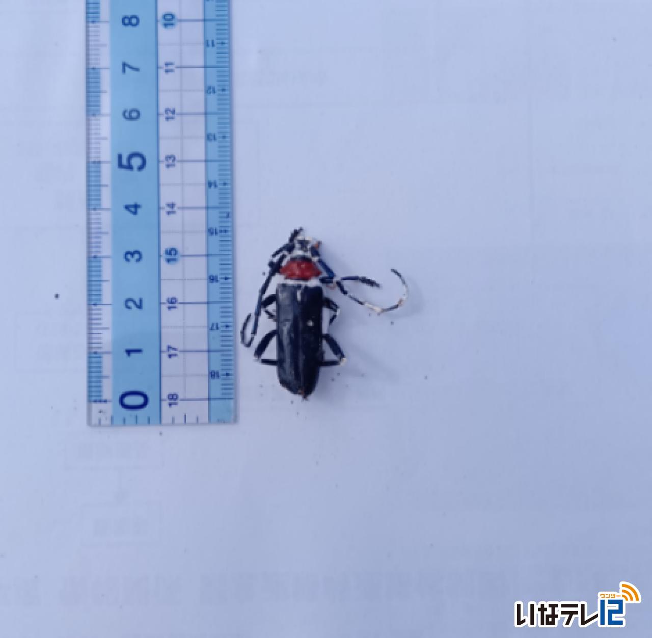 上伊那でも確認 クビアカツヤカミキリに注意