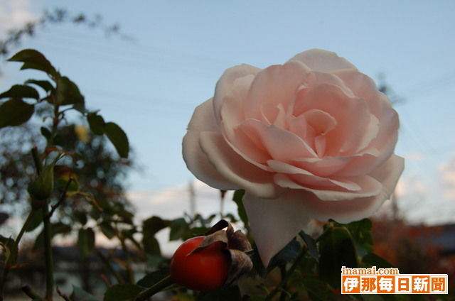花ろまん29、冬薔薇(ふゆそうび)